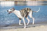 WHIPPET 186